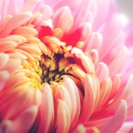 fiori