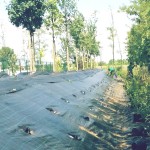 manutenzione verde pubblici treviso